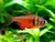 Hyphessobrycon Flammeus