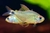 Kitty Tetra