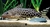 Leopard Catfish