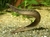 Macrognathus circumcinctus