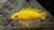 neolamprologus leleupi lemon