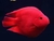 Parrot- Yuanbao Red