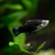 Platy- Black
