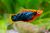 Platy- Red Tuxedo