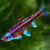Rainbow Shiner chrosomus