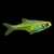Rasbora Kubotai