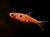 Rasbora- Spotted