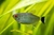 Red Eye Tetra