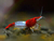 Red Rili