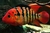 Red Terror Cichlid