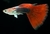 Red Tuxedo Guppy