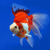 Ryukin Red White Chinese AAA