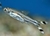 Scissorstail Rasbora
