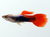 Silver Red Tuxedo Guppy