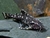 Spotted Raphael Catfish