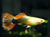 Sunray Guppy