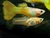 Supper Golden Cobra Guppy