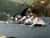 Synodontis Decorus
