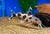 Synodontis Valentiana