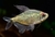 Tetra Diamante