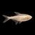 Tetra- White Cloud Mountain albino