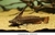 Tetranematichthys Quadrifilis