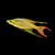 Threadfin Rainbow