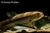 Unitaeniatus