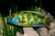 Venestus Nimbochromis