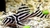 Ventuari Zebra Pleco