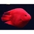 Yuan Bao Parrot Red-Amphilophus Citrinellus