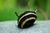 Zebra Horn Snail