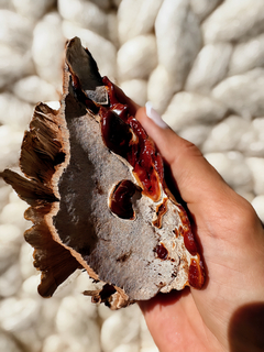 COLA DE PAVO - El hongo de la inmunidad 30 capsulas en internet