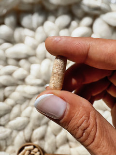 CORDYCEP - El hongo de la vitalidad. 30 capsulas en internet