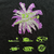 Remera BRONCO BASH - PIXELS