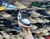 NIKE DUNK LOW R - comprar en línea