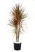 Dracena Tricolo - P - M - comprar online