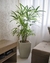 Palmeira rafia - comprar online