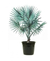 Palmeira Azul - M - G