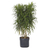Dracena fita - P - M - G