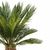 Palmeira cyca - comprar online