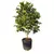 Muda De Jabuticaba - P - M - G - comprar online