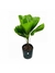 Palmeira licuala - comprar online