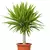 Yuca - comprar online