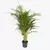 Palmeira areca - P - M