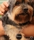 PETSAFE - IDENTIFICADOR PARA PET - GSHIELD - comprar online