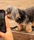PETSAFE - IDENTIFICADOR PARA PET - GSHIELD - MaxMicro