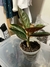 Aglaonema 'Pride of Sumatra'