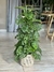 Monstera Adansonii Pote 15