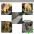 Capa Média Jhoy Pet Premium Impermeável + Cinto de Segurança Incluso na internet